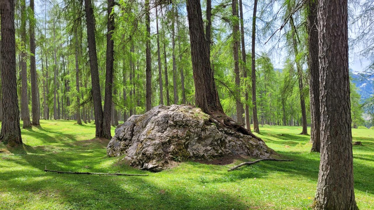 Das Ohr des Riesen